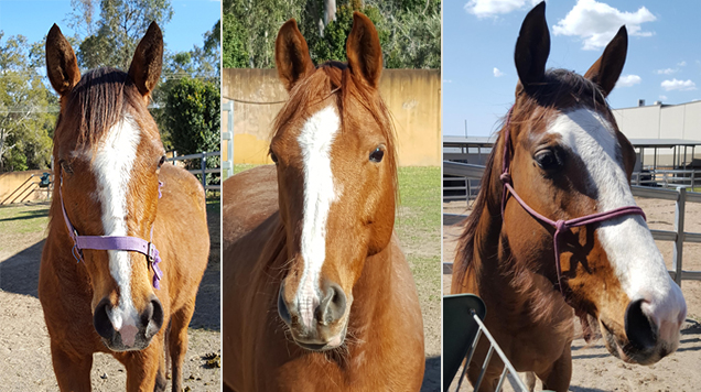 rspca horses available to adopt